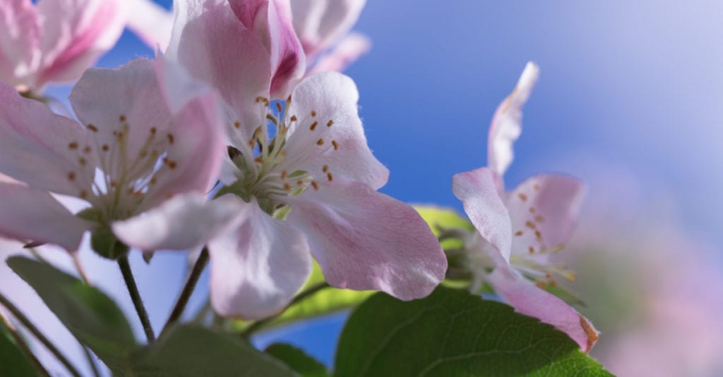 surviving spouse rights Arkansas